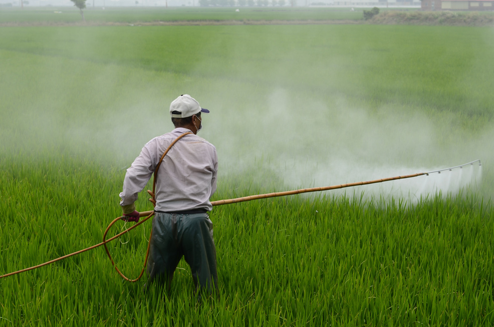 Farmer Spraying Pesticide on a Rice Field